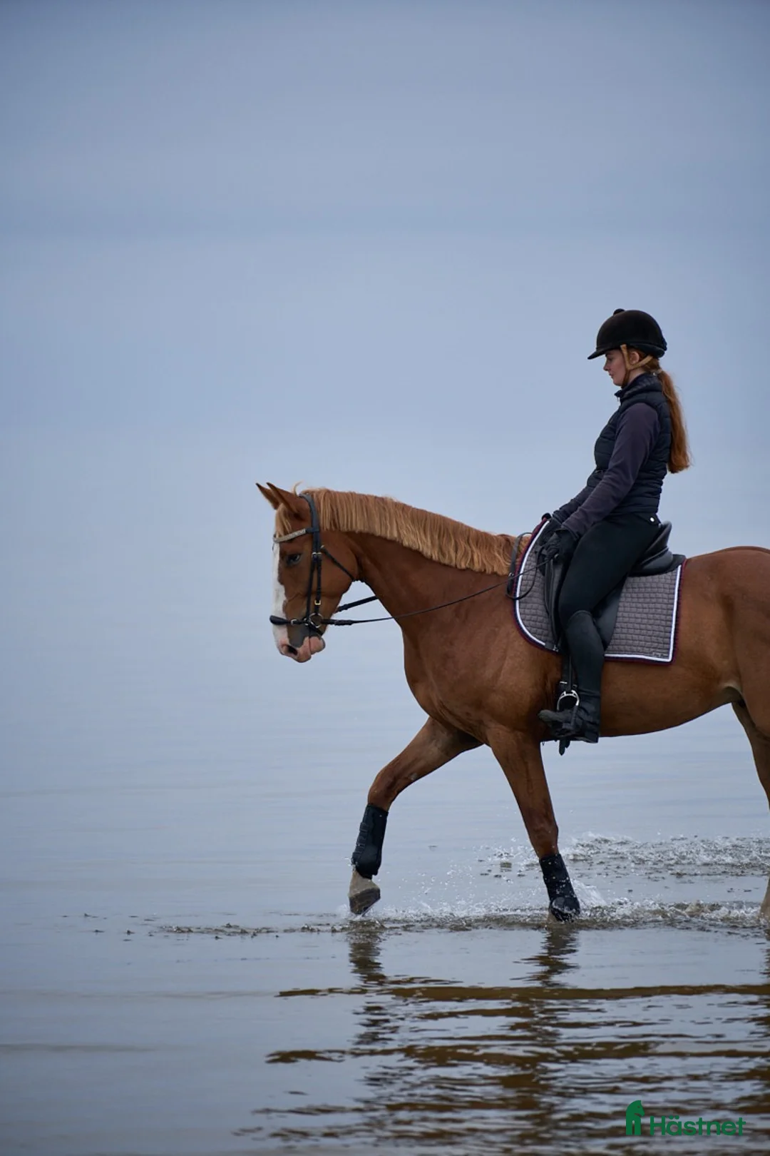 Allround hästar till salu: Snäll & trevlig valack söker kärleksfullt hem♥️ - Annons 2