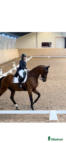 hästjobb i Stockholm - Annons 15