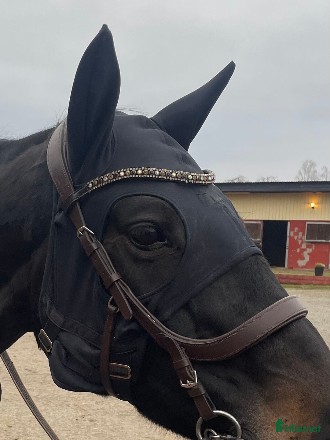 Övrig Hästutrustning hästutrustning till salu: Fenwick stresshuva i Brokind - Annons 1