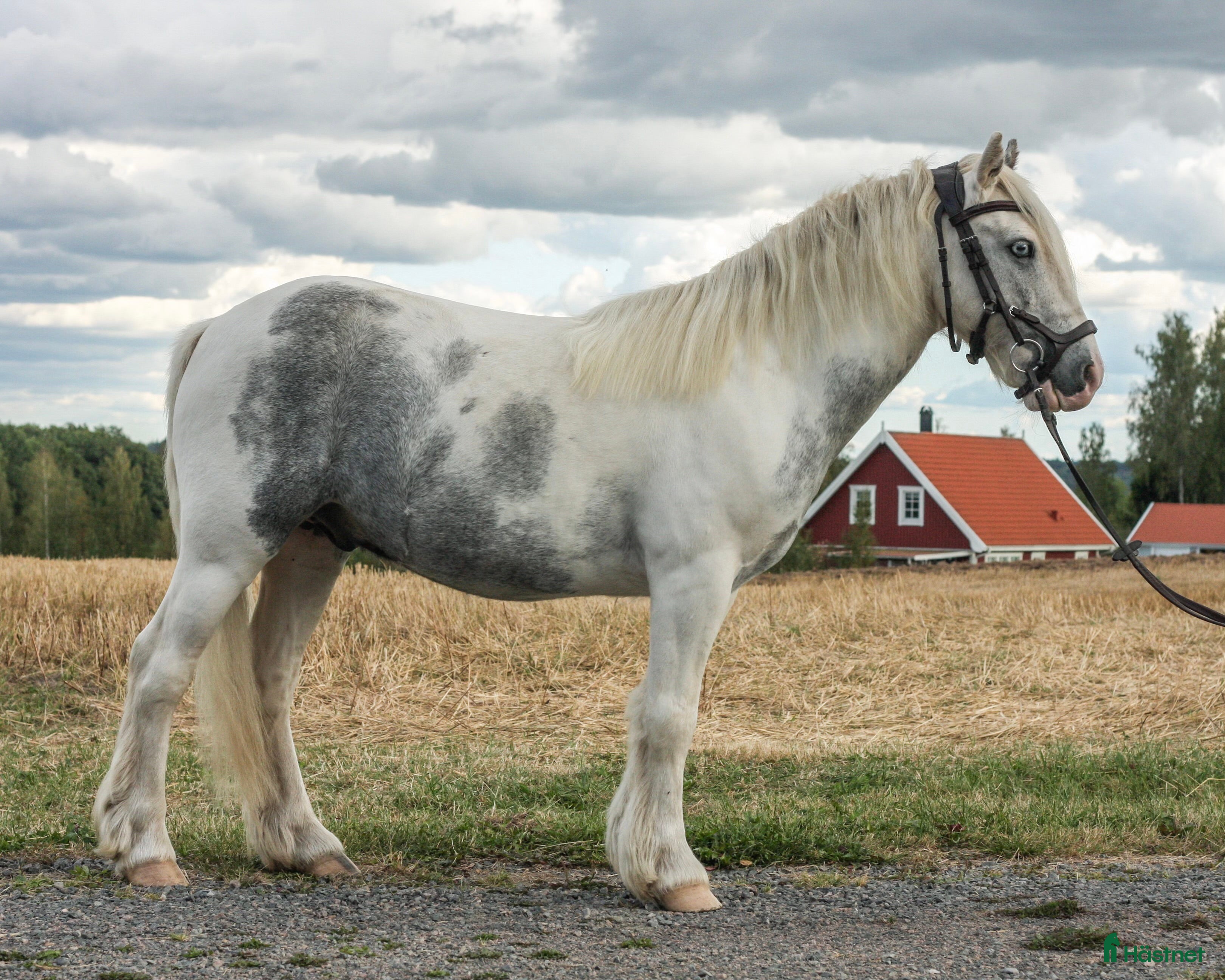  hästar Framtidslöfte för familjen med tid i Jönköping - Annons 20