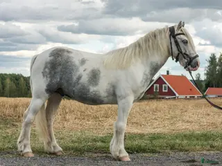 hästar Framtidslöfte för familjen med tid i Borås - Annons 19
