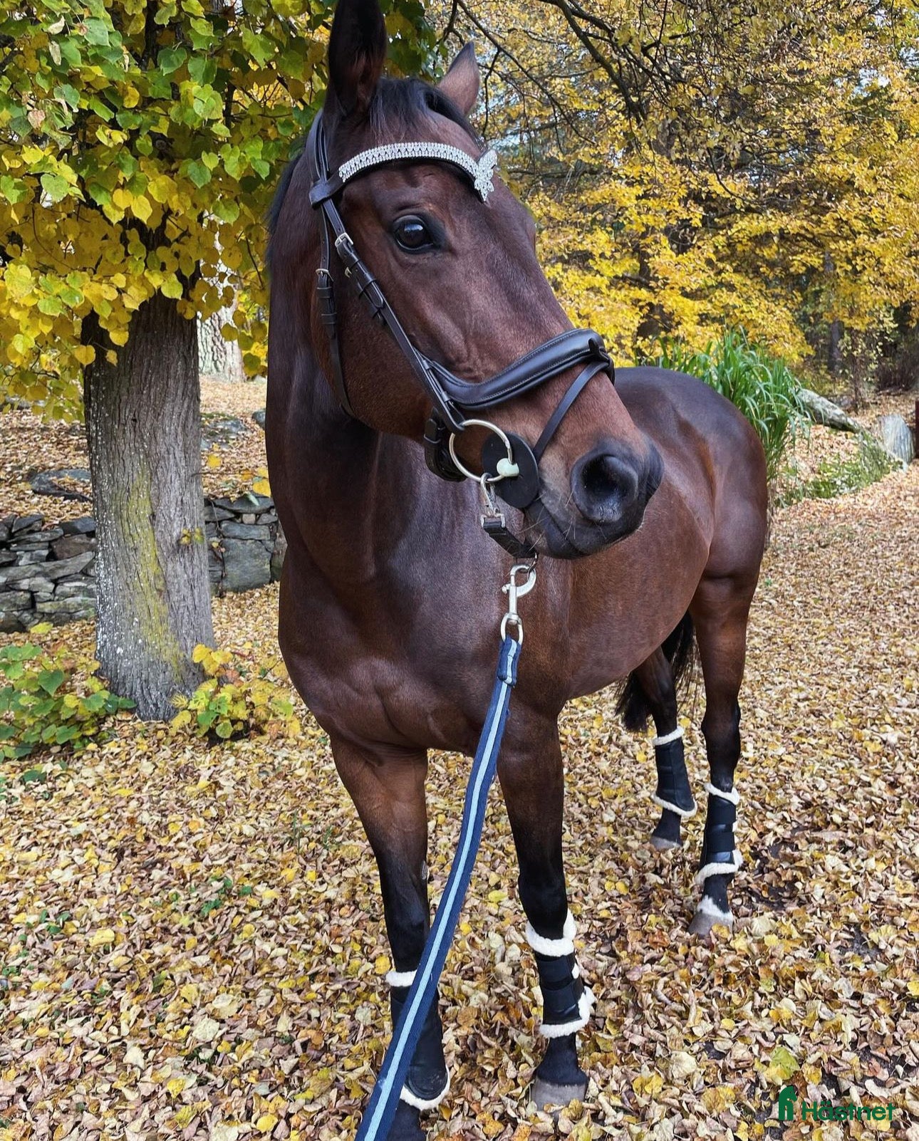  hästar Avel/ Allround intressekoll i Kristianstad - Annons 6
