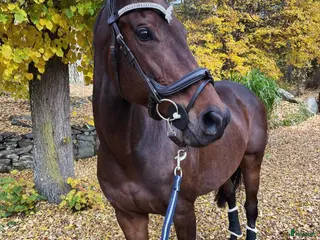 hästar Avel/ Allround intressekoll i Kristianstad - Annons 6