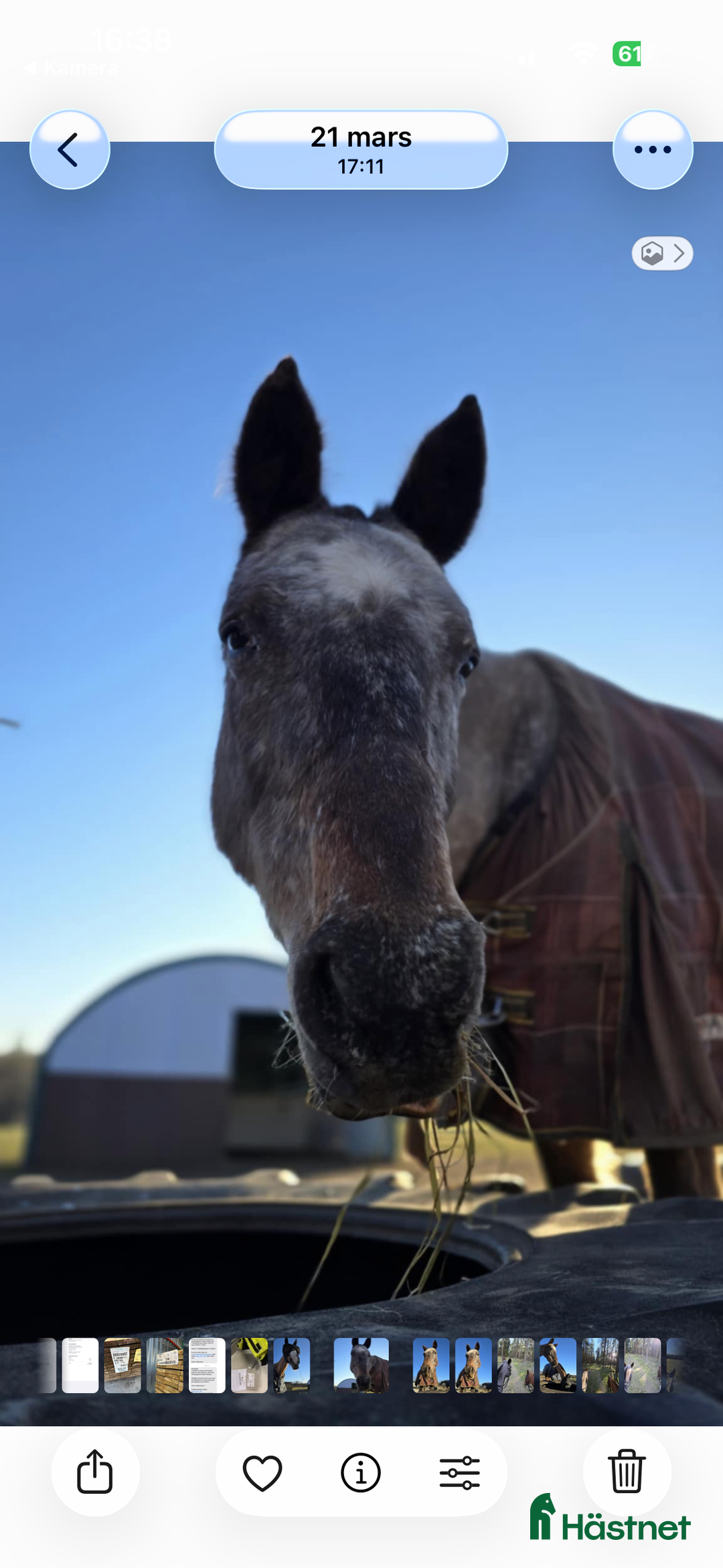 Allround hästar till salu: Världens snällaste ponny i Sjöbo - Annons 3