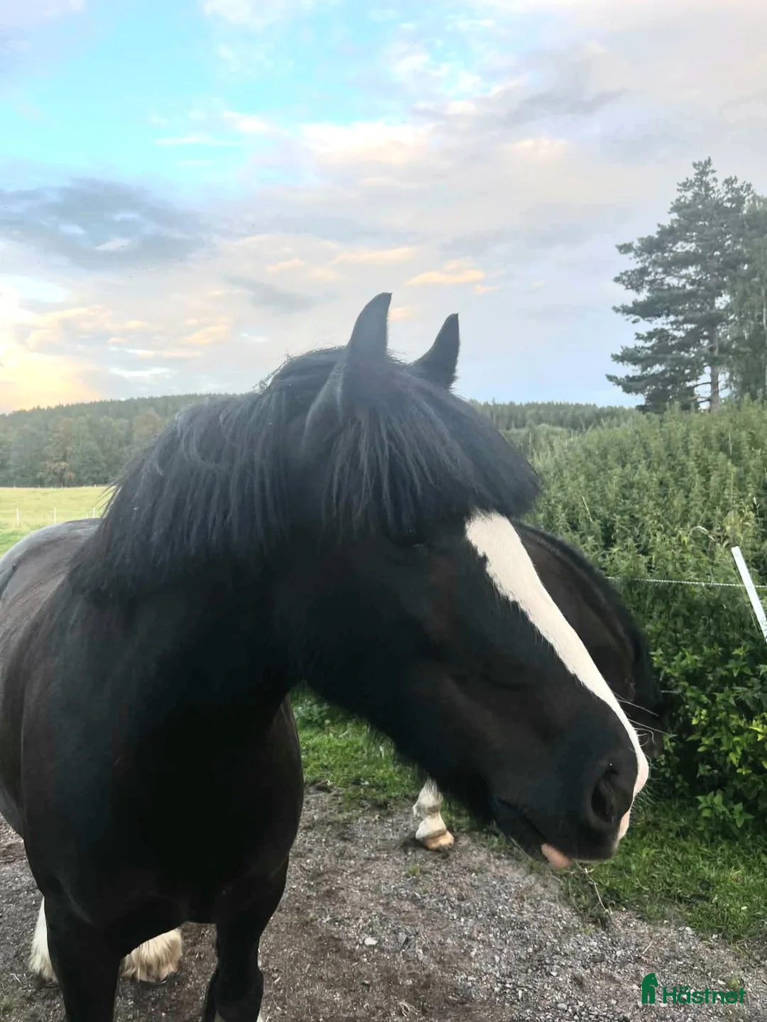 Allround hästar till salu: Kul C ponny i Ljusdal - Annons 4