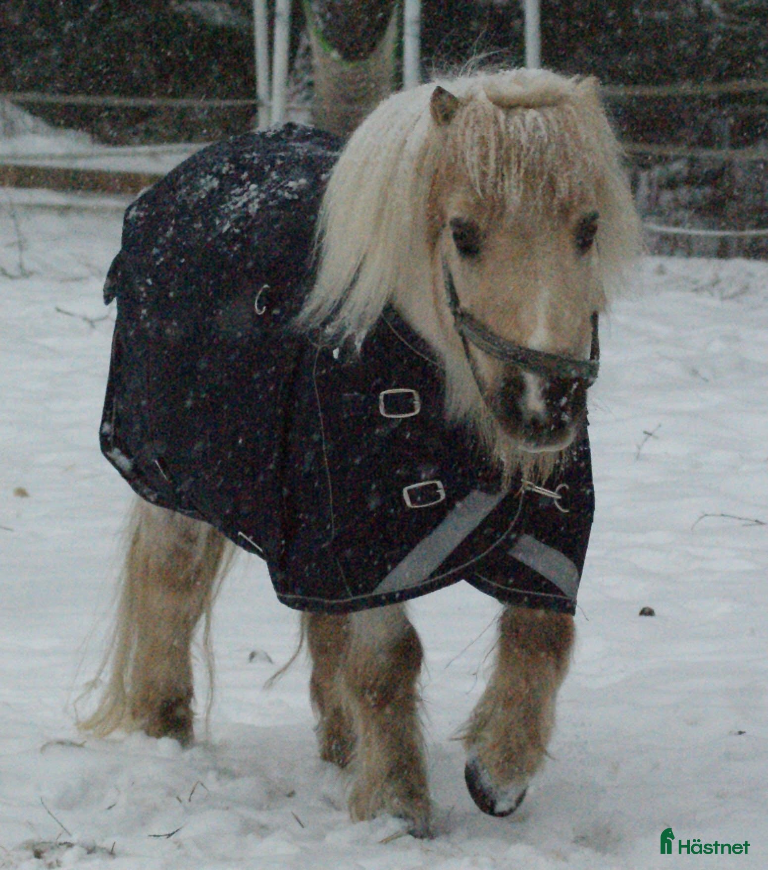  hästar Säljs  - Annons 3