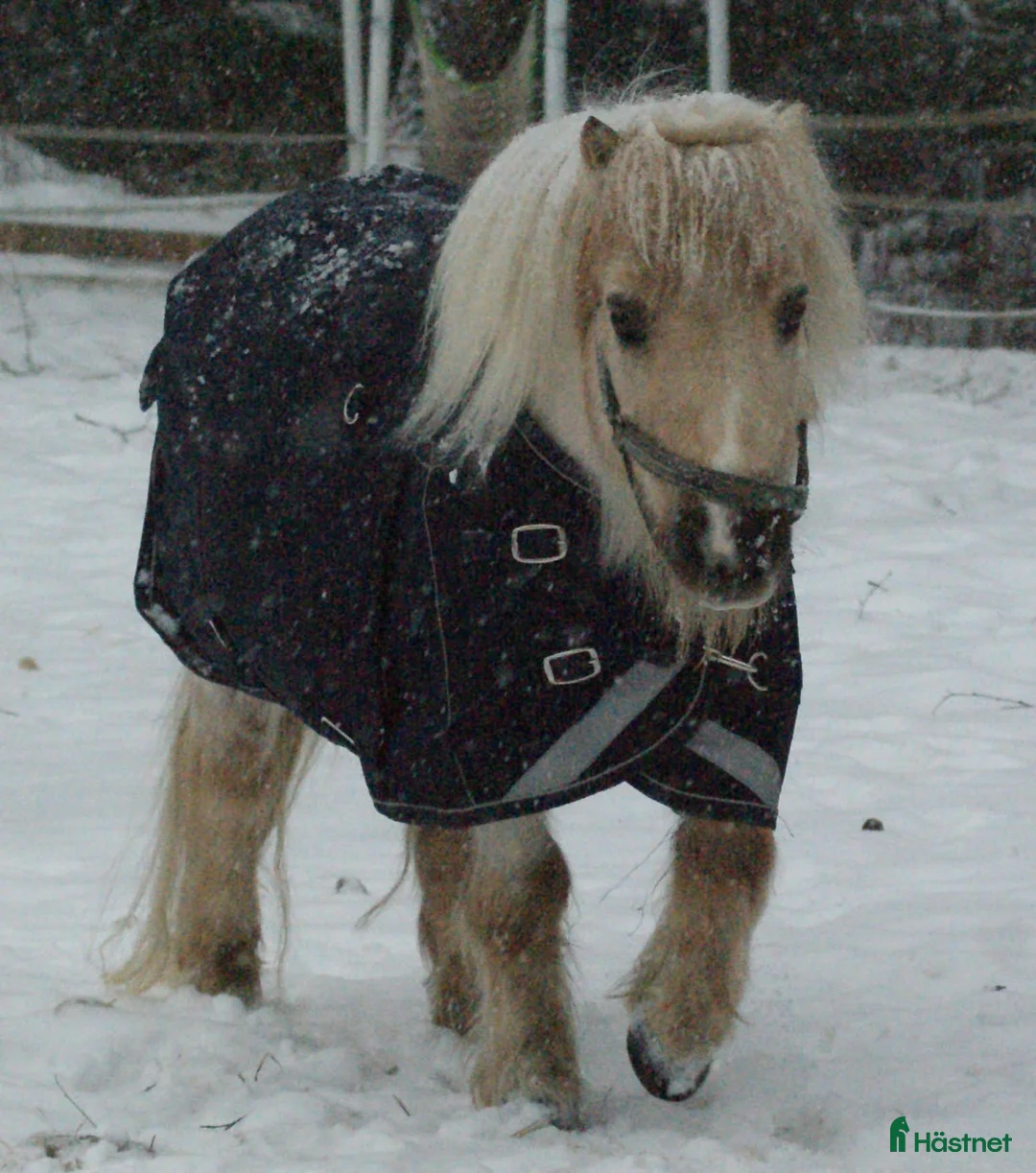 Övrigt hästar till salu: Säljs  i Erikslund - Annons 1