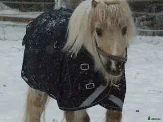 hästar Säljs - Annons 3