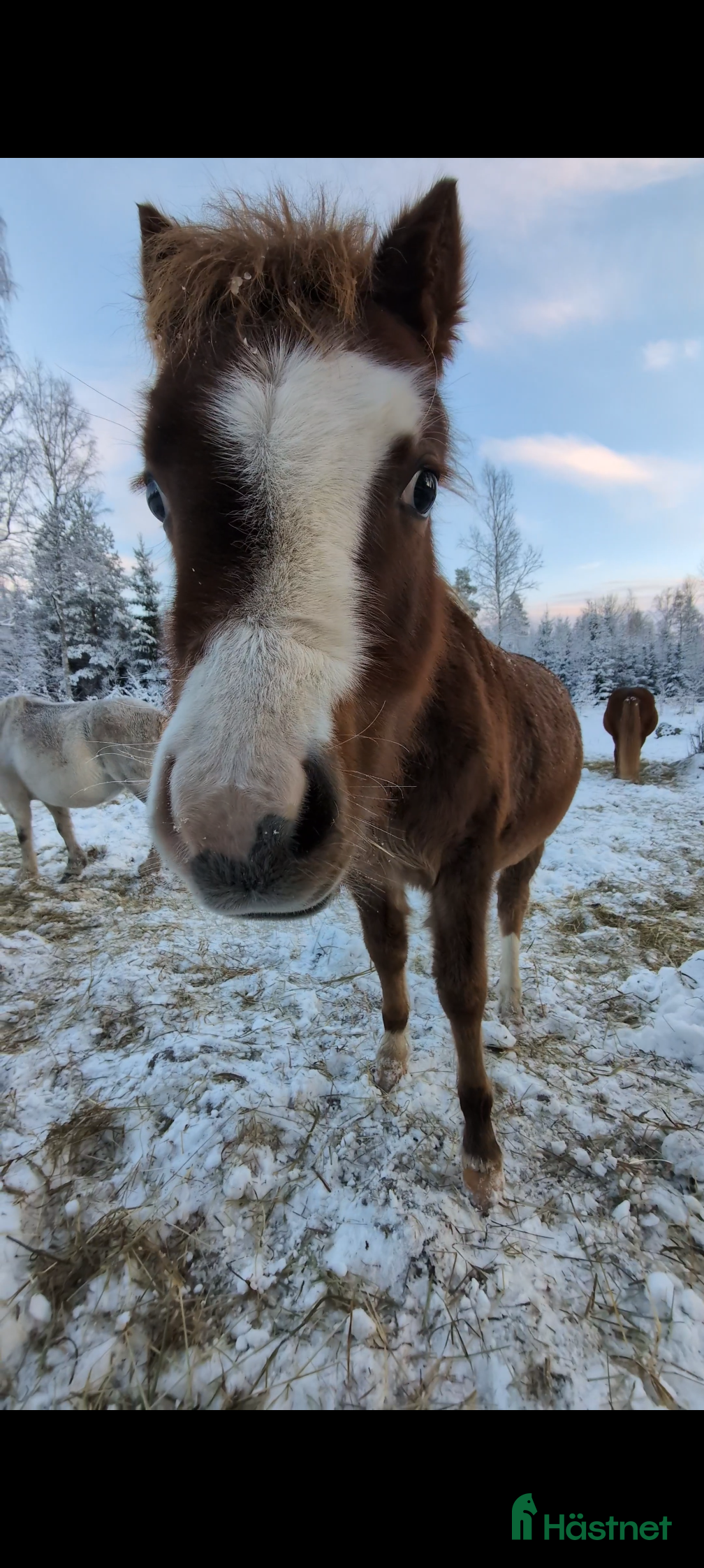 Allround hästar till salu: Intressekoll för fina Luna i Frövi - Annons 1
