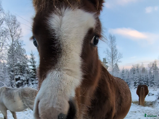 hästar Intressekoll för fina Luna i Frövi - Annons 10