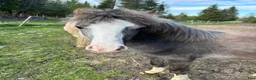 Allround hästar till salu: Sött Welsh mountain sto i Luleå - Annons 3