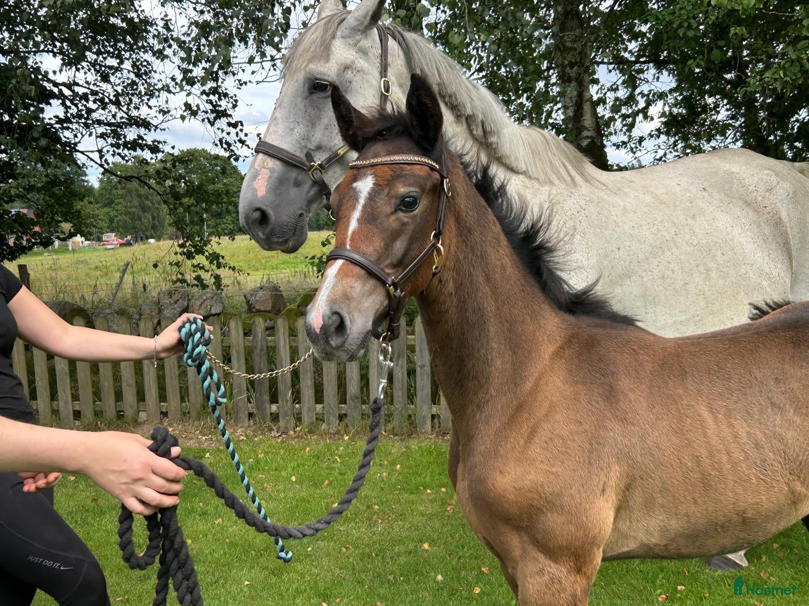  hästar Föl som är redo för nytt hem  i Skånes Fagerhult - Annons 9