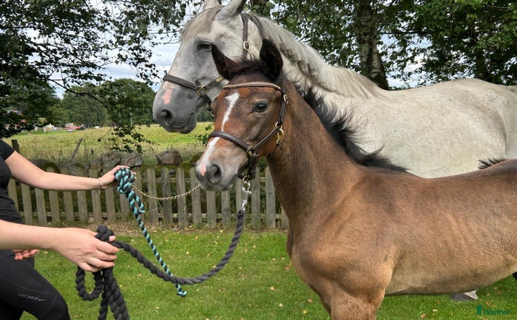  hästar Föl som är redo för nytt hem  i Skånes Fagerhult - Annons 9