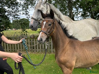 Allround hästar till salu: Föl som är redo för nytt hem i Skånes Fagerhult - Annons 2