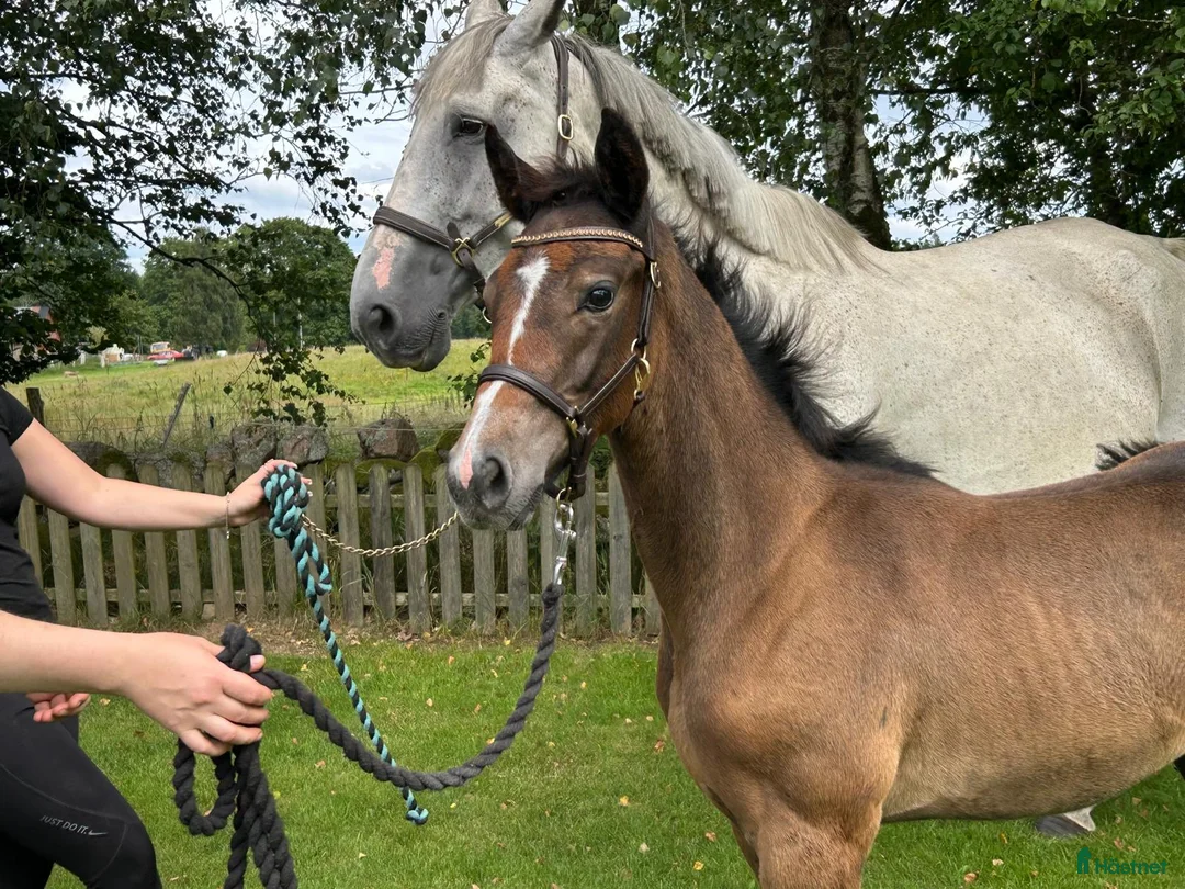 Allround hästar till salu: Föl som är redo för nytt hem  i Skånes Fagerhult - Annons 1