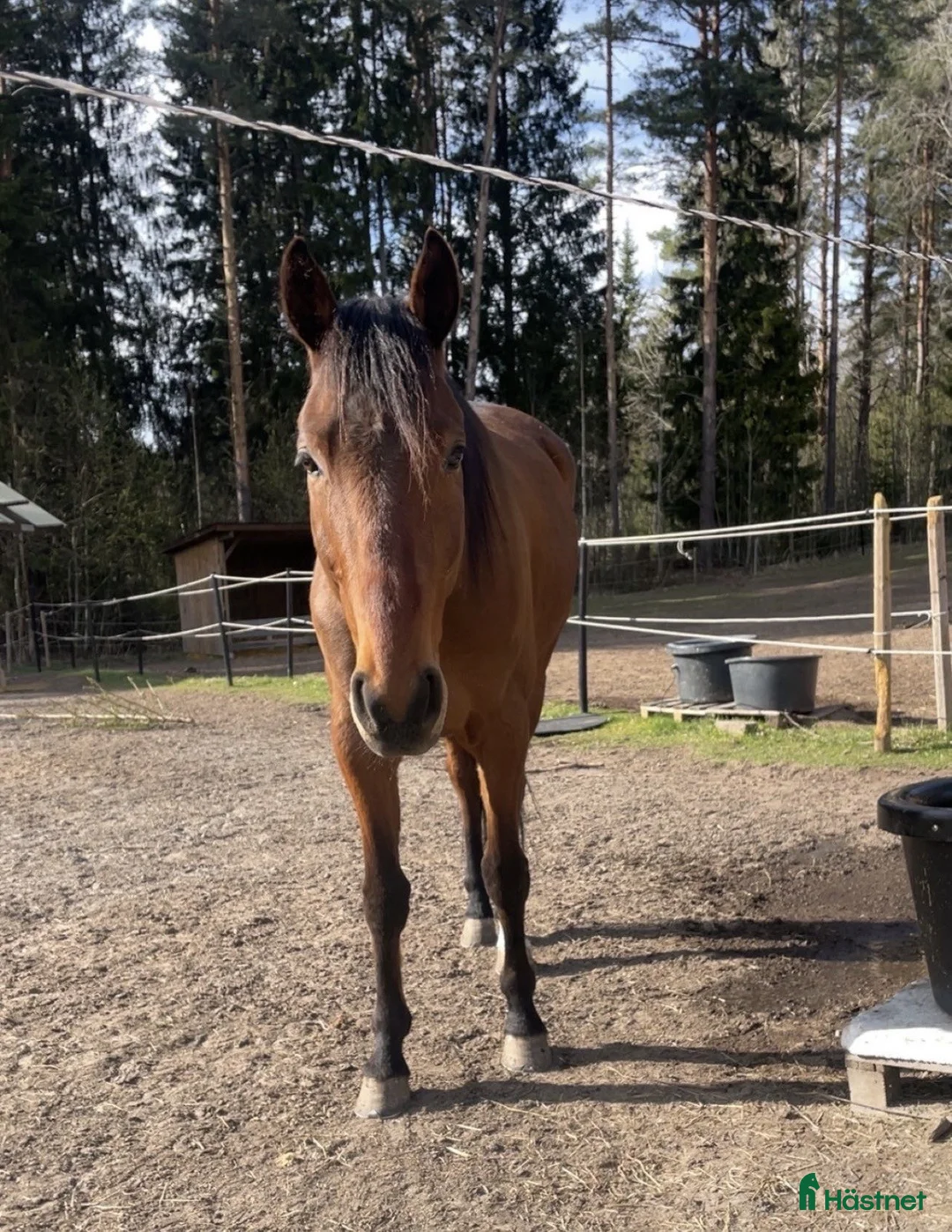 Övrigt hästar till salu: Snäll ridtravare som söker ett nytt hem - Annons 1