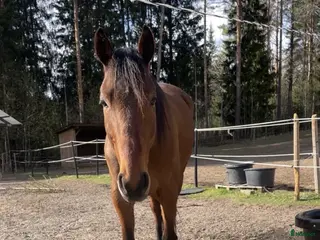 hästar Snäll ridtravare som söker ett nytt hem - Annons 9