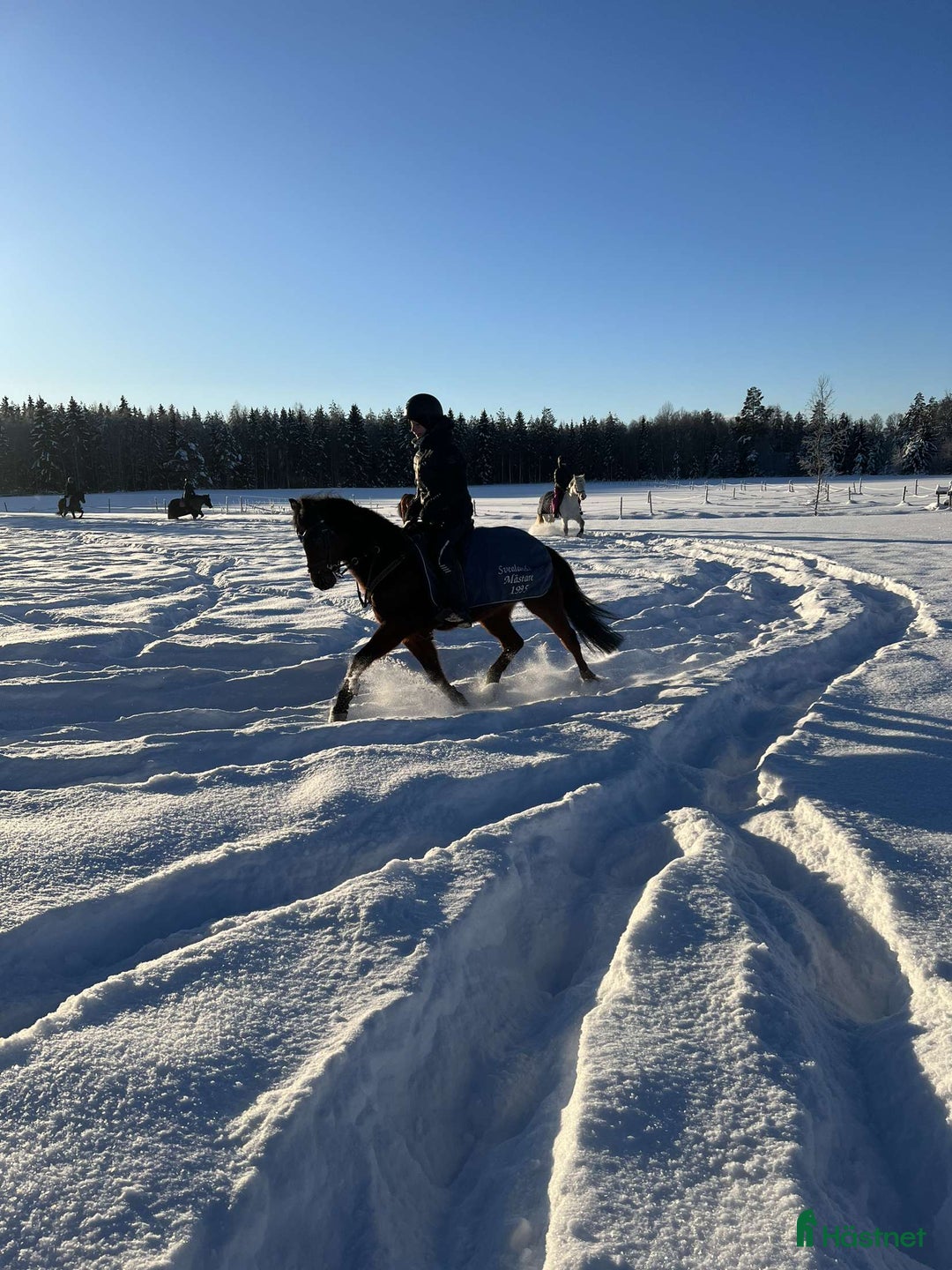 Hoppning hästar till salu: Rosett plockare i Sala - Annons 4