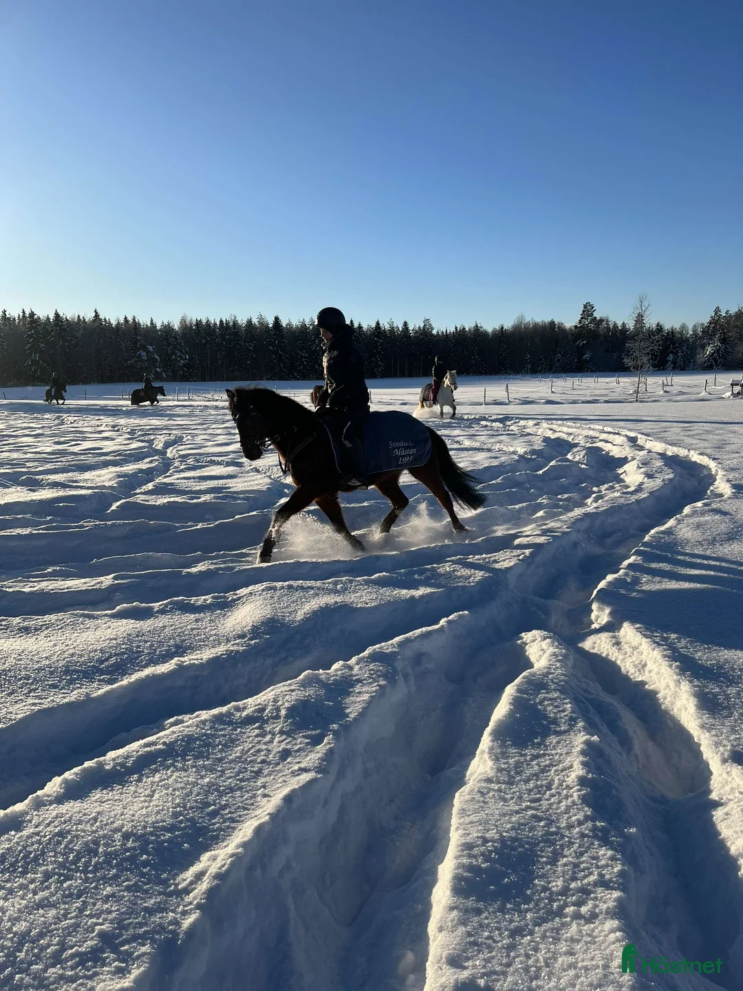 Hoppning hästar till salu: Rosett plockare i Sala - Annons 4