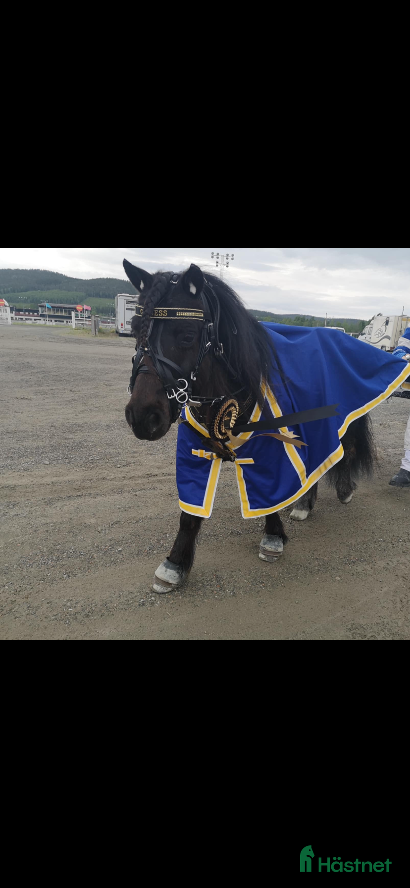  hästar Allroundponny - Annons 1