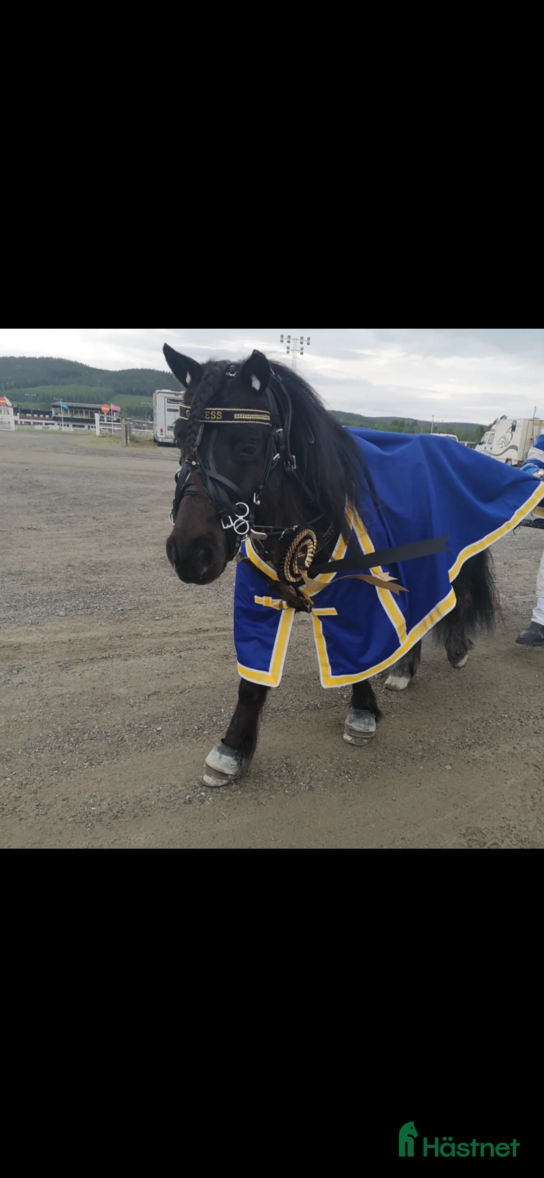 Allround hästar till salu: Allroundponny i Nyland - Annons 1