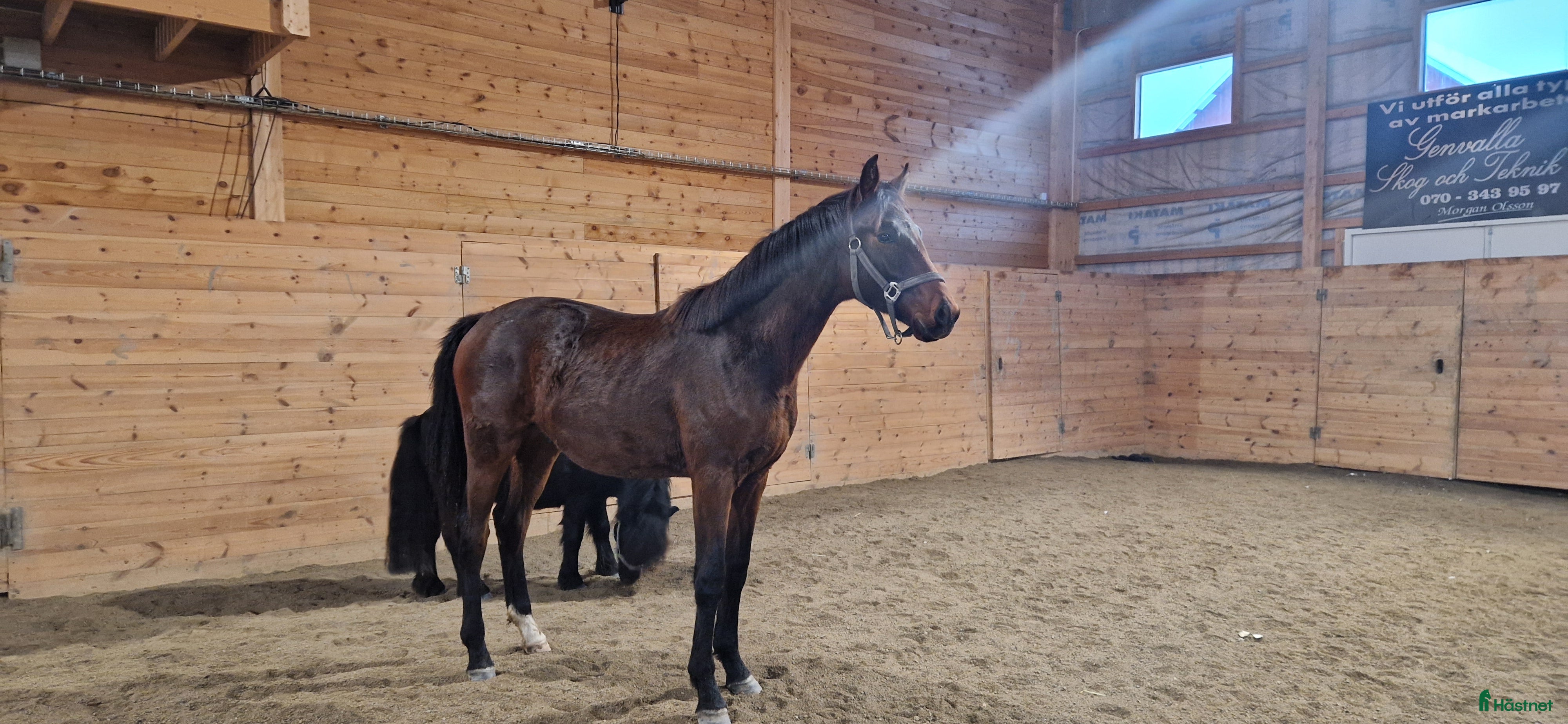  hästar Snygg charmör - Annons 3