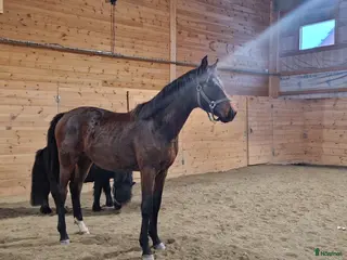 hästar Snygg charmör - Annons 3