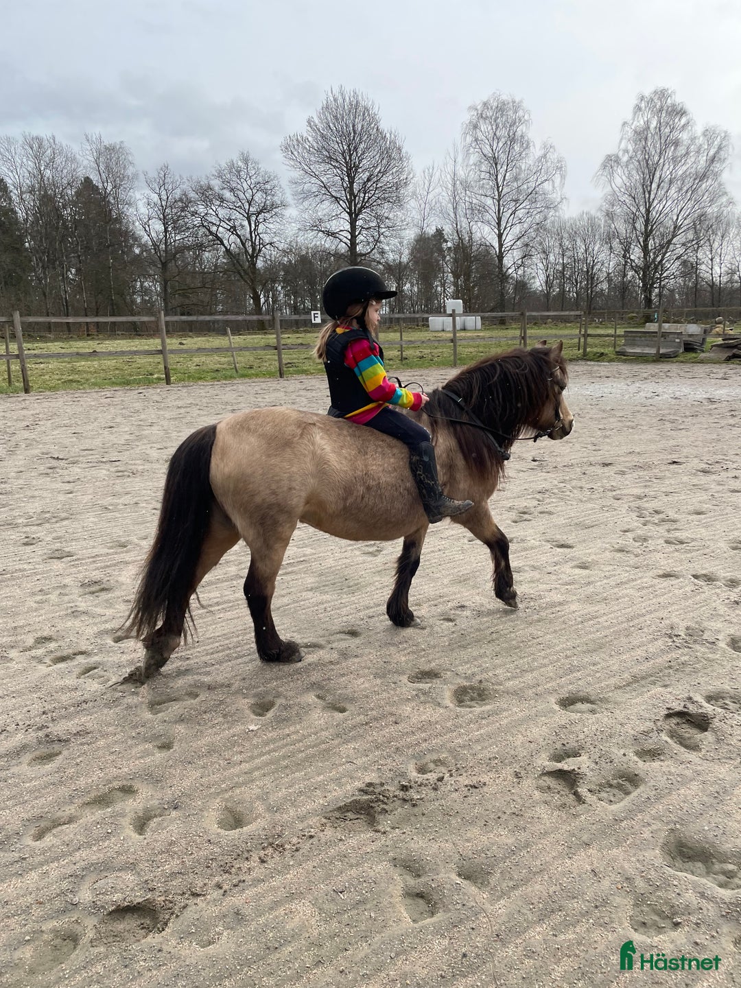 Allround hästar till salu: Underbar liten Welsh mountain  i Tyringe - Annons 3