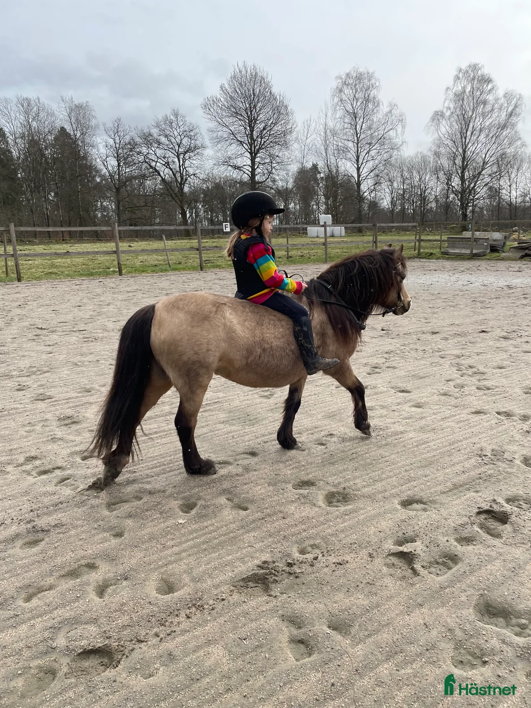 Allround hästar till salu: Underbar liten Welsh mountain  i Tyringe - Annons 3