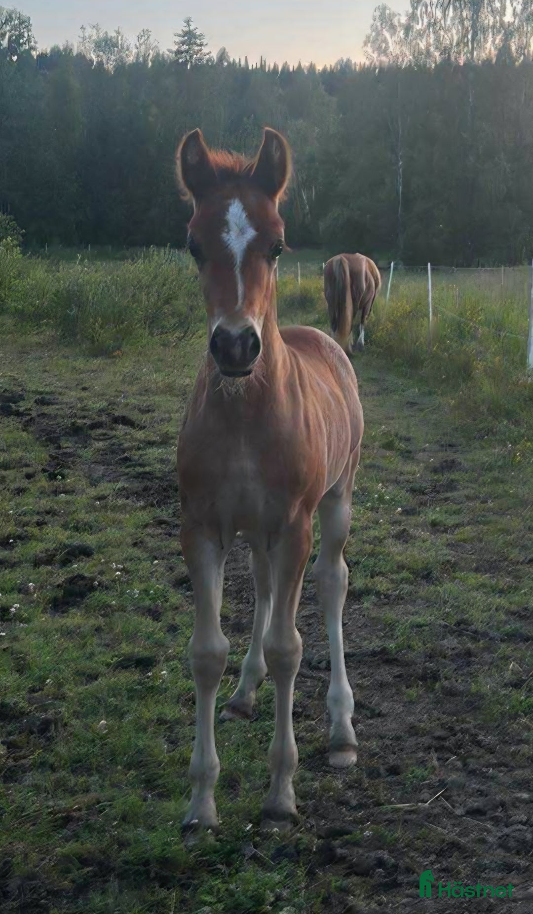 Allround hästar till salu: Vackra Welsh cob i Stöde - Annons 4