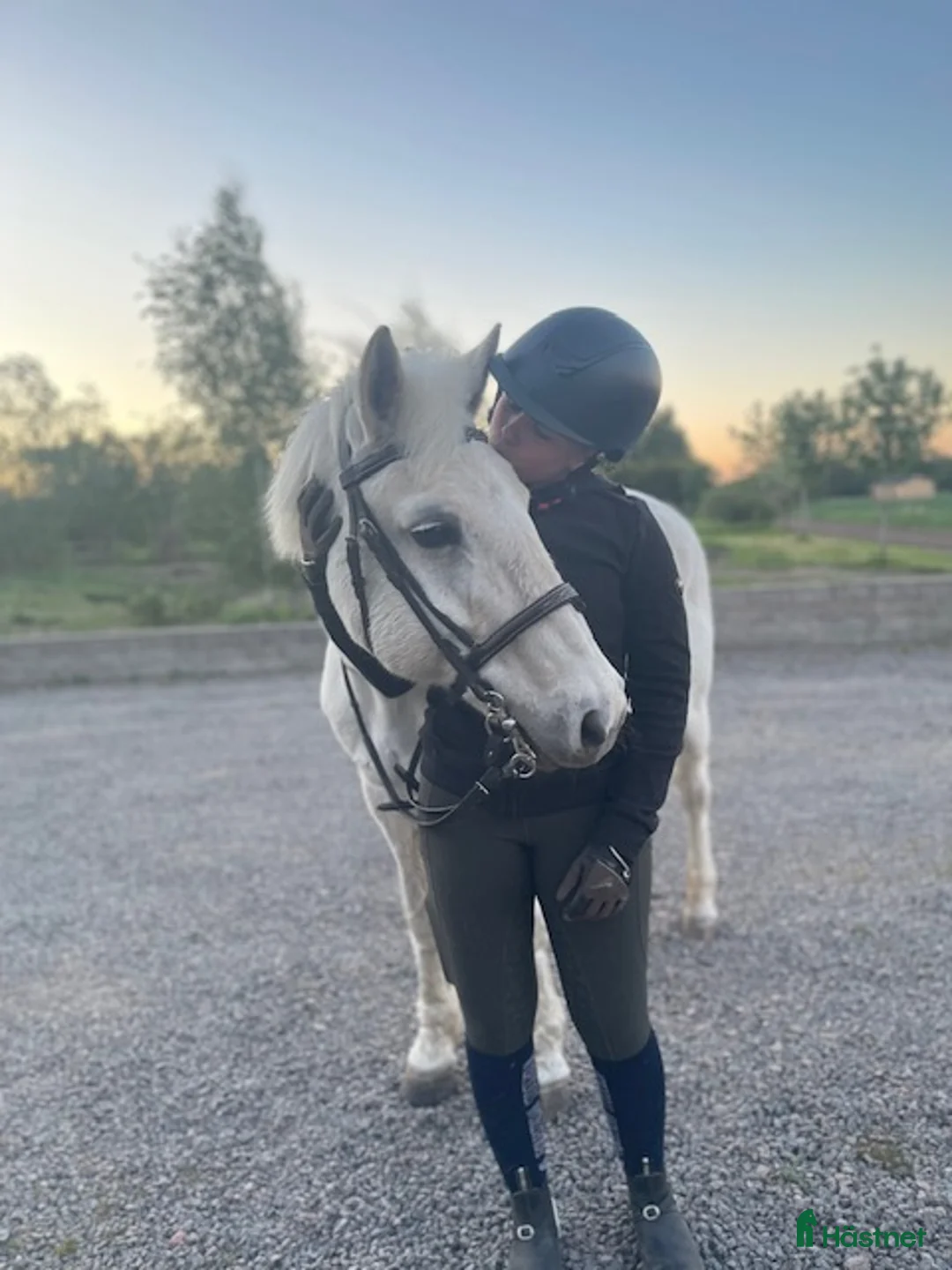 Allround hästar till salu: Pigg och mysig C-ponny - Annons 1