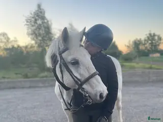 hästar Pigg och mysig C-ponny - Annons 3