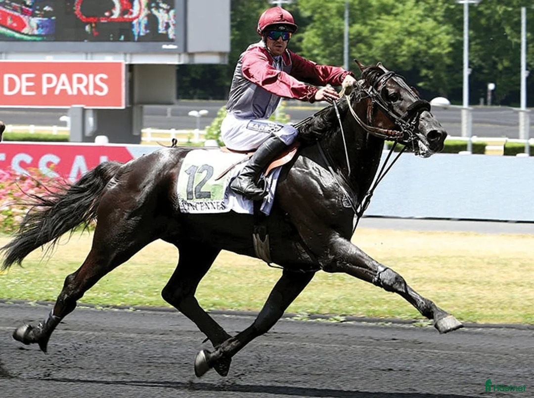 Trav hästar till salu: German mare  - Annons 10