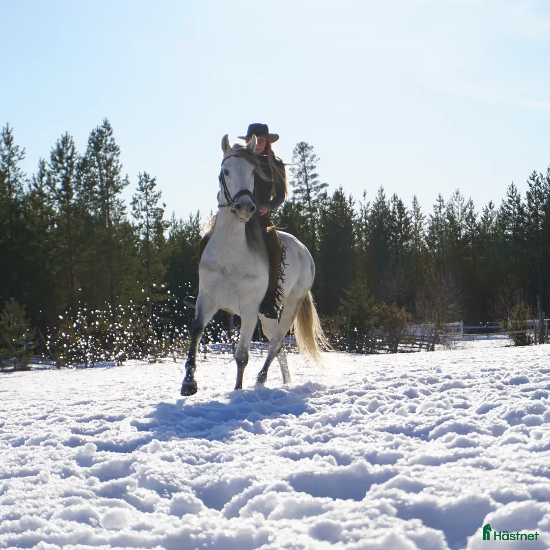 Allround hästar till salu: Andalusier i Edsbyn - Annons 2