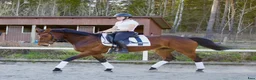 Fälttävlan hästar till salu: Läromästare som passar till allt! - Annons 6