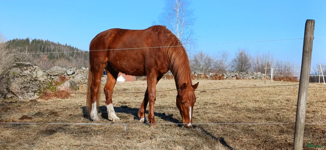 Allround hästar till salu: Unghäst - Annons 1
