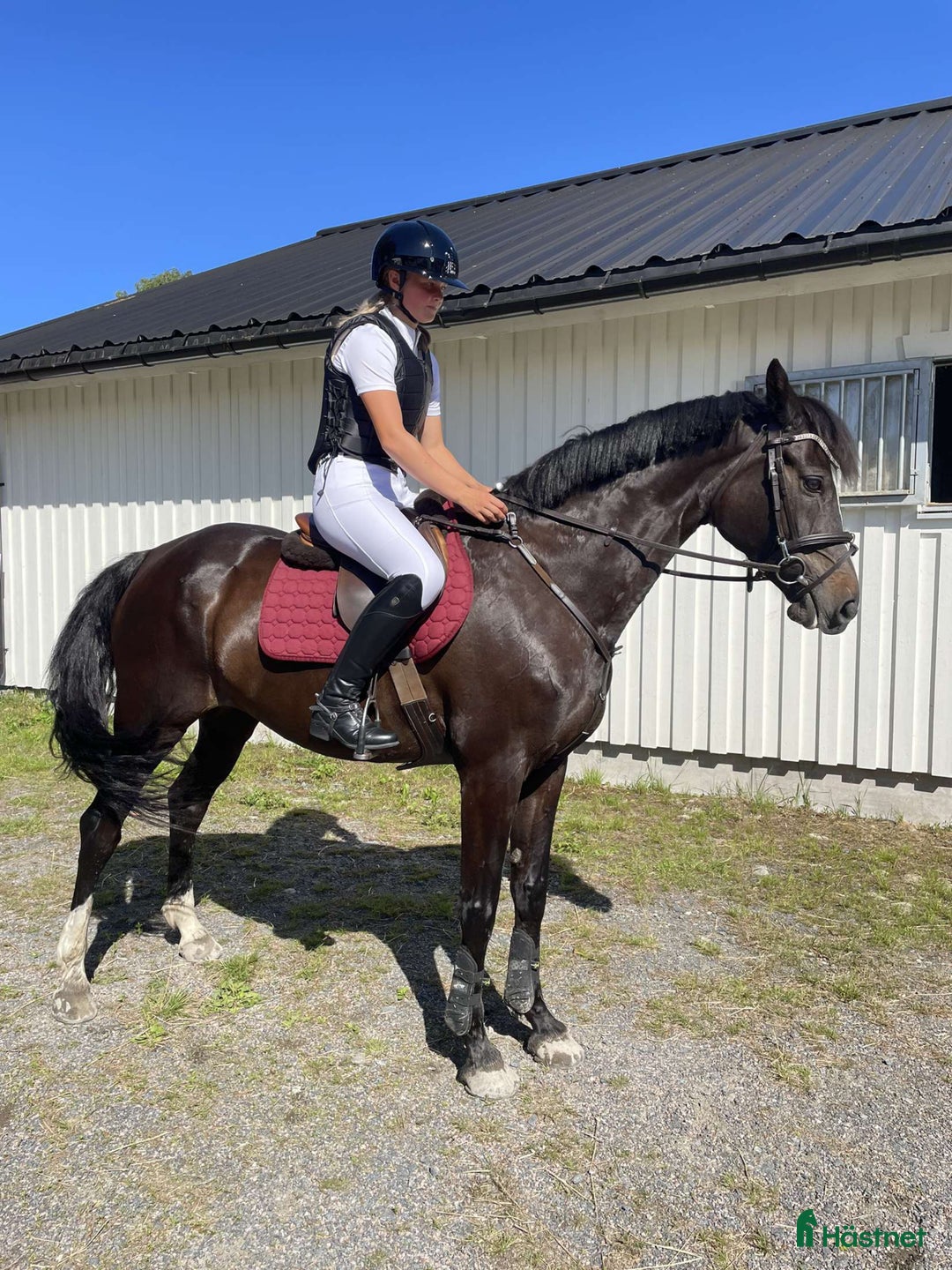 Allround hästar till salu: SWB-sto – fin vardagshäst i Husum - Annons 3