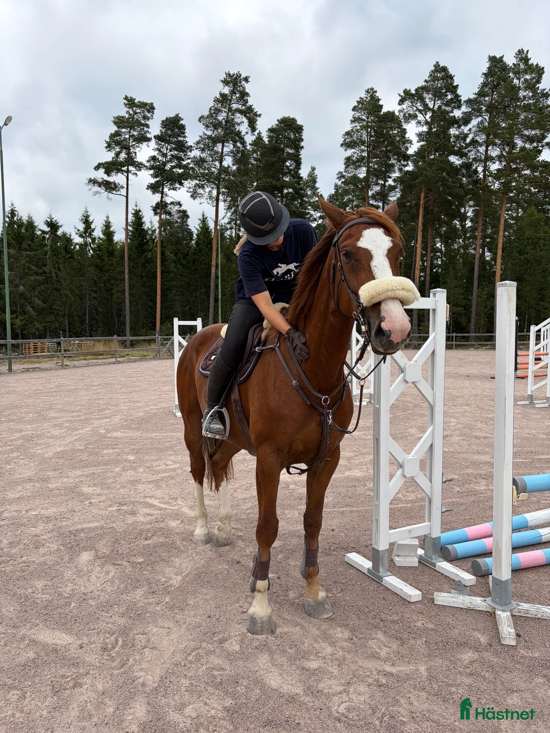 Hoppning hästar till salu: Unghäst för framtiden - Annons 2