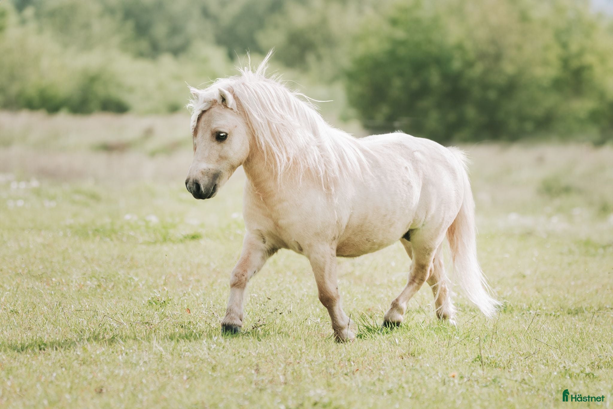  hästar Världens finaste lilla kille - Annons 7