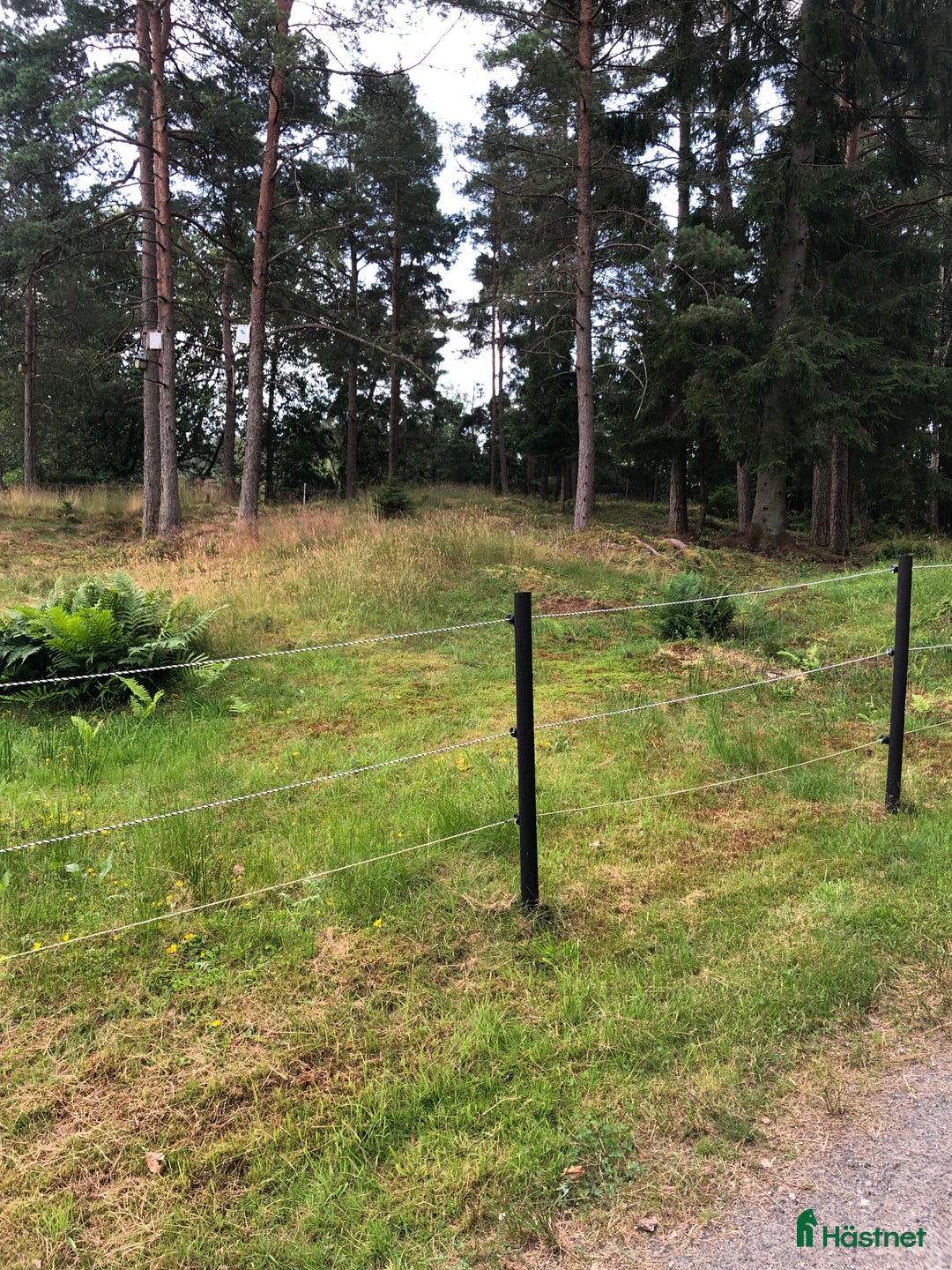 Island hästar sökes: 🐴Islandshäst Valack🐴 i Mölnlycke - Annons 4