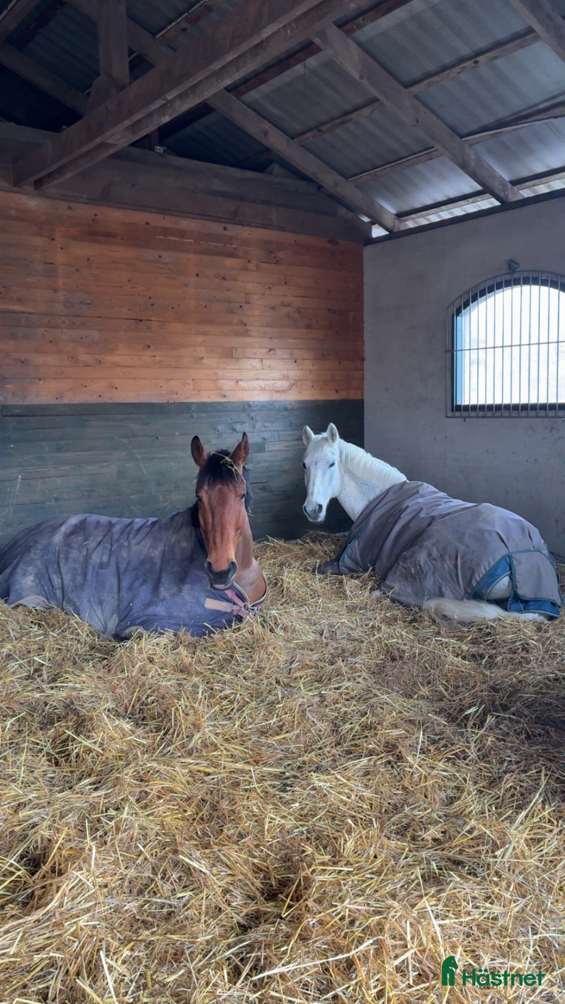  stallplats Plats i mysig lösdrift  - Annons 3