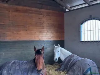 stallplats Plats i mysig lösdrift - Annons 1