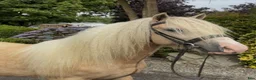 Allround hästar till salu: Stunning Irish Cob - Annons 5