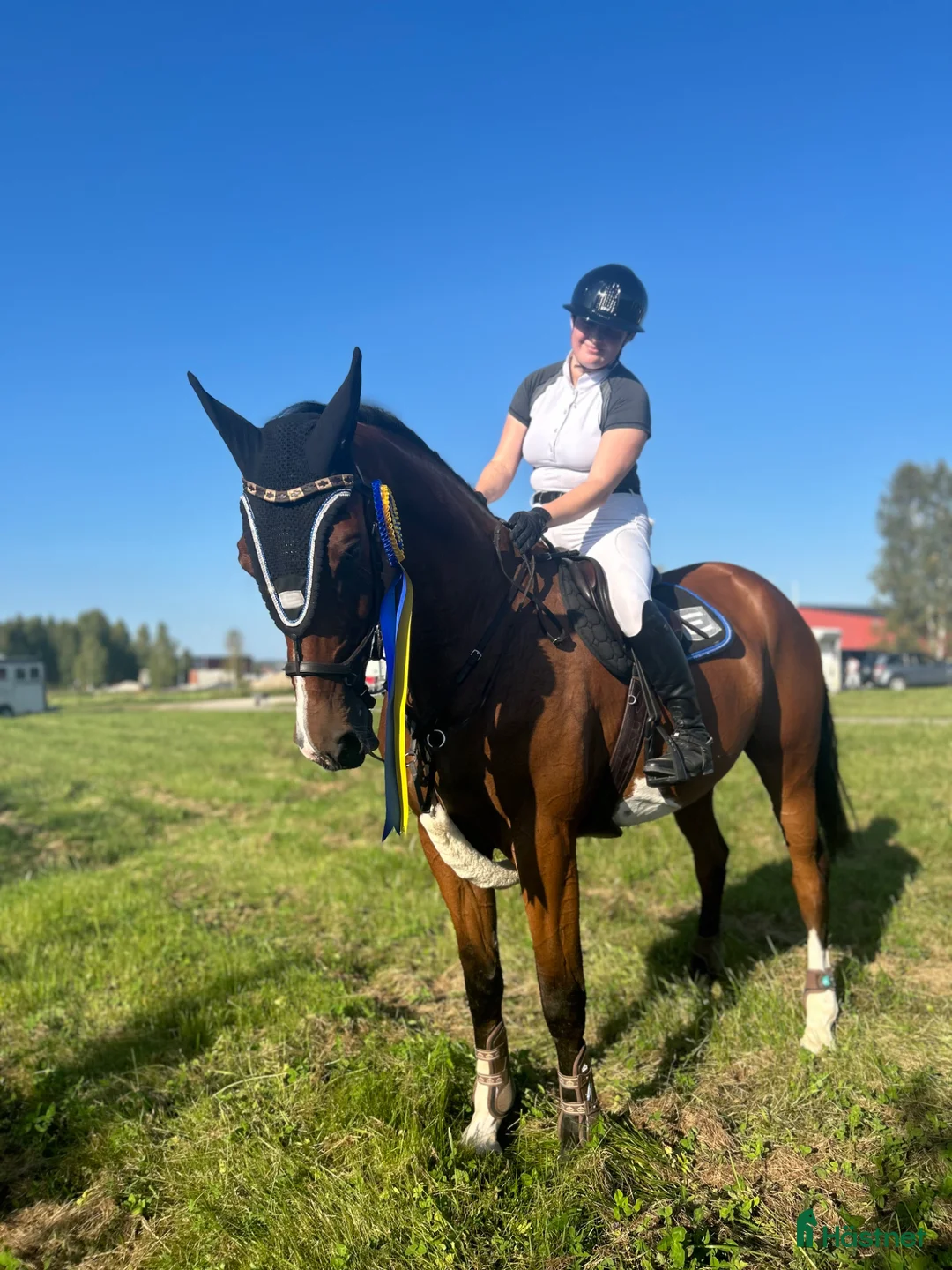 Allround hästar till salu: Trygg kille för hoppning och fälttävlan 🌟 - Annons 4