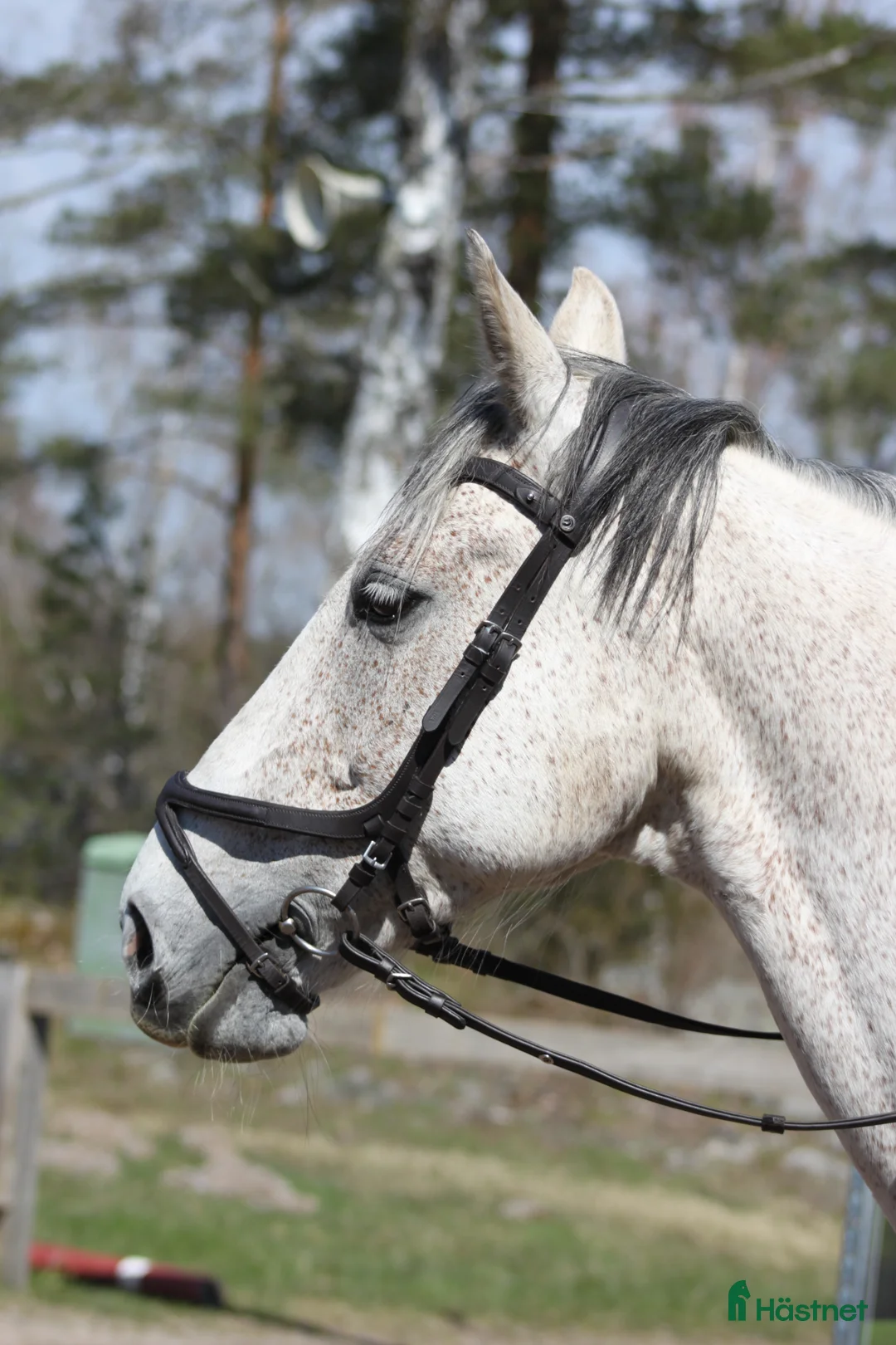 Allround hästar till salu: Världens snällaste kille söker nytt hem! - Annons 1