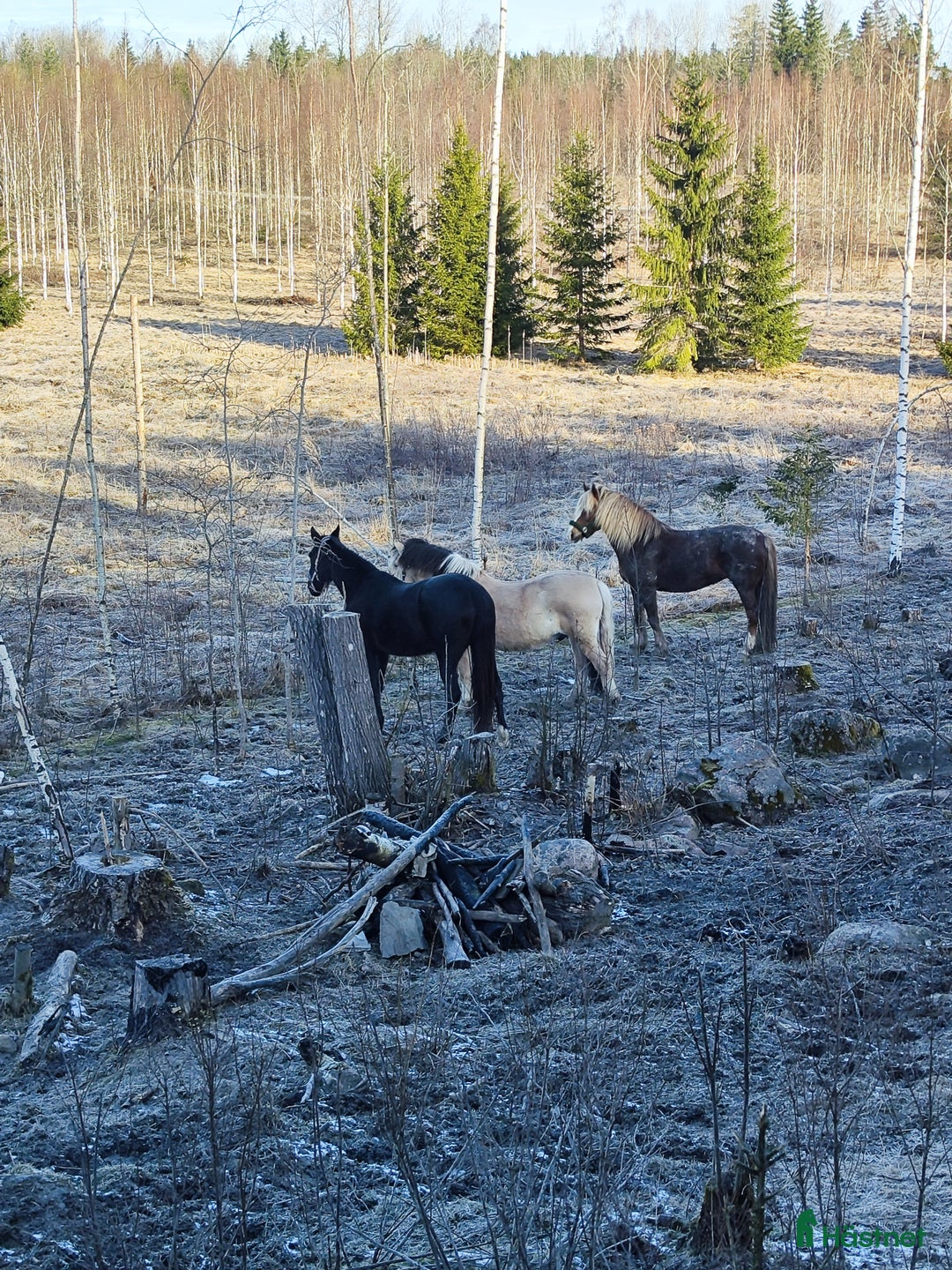  hästgårdar till salu: Mindre gård i Frövi - Annons 17