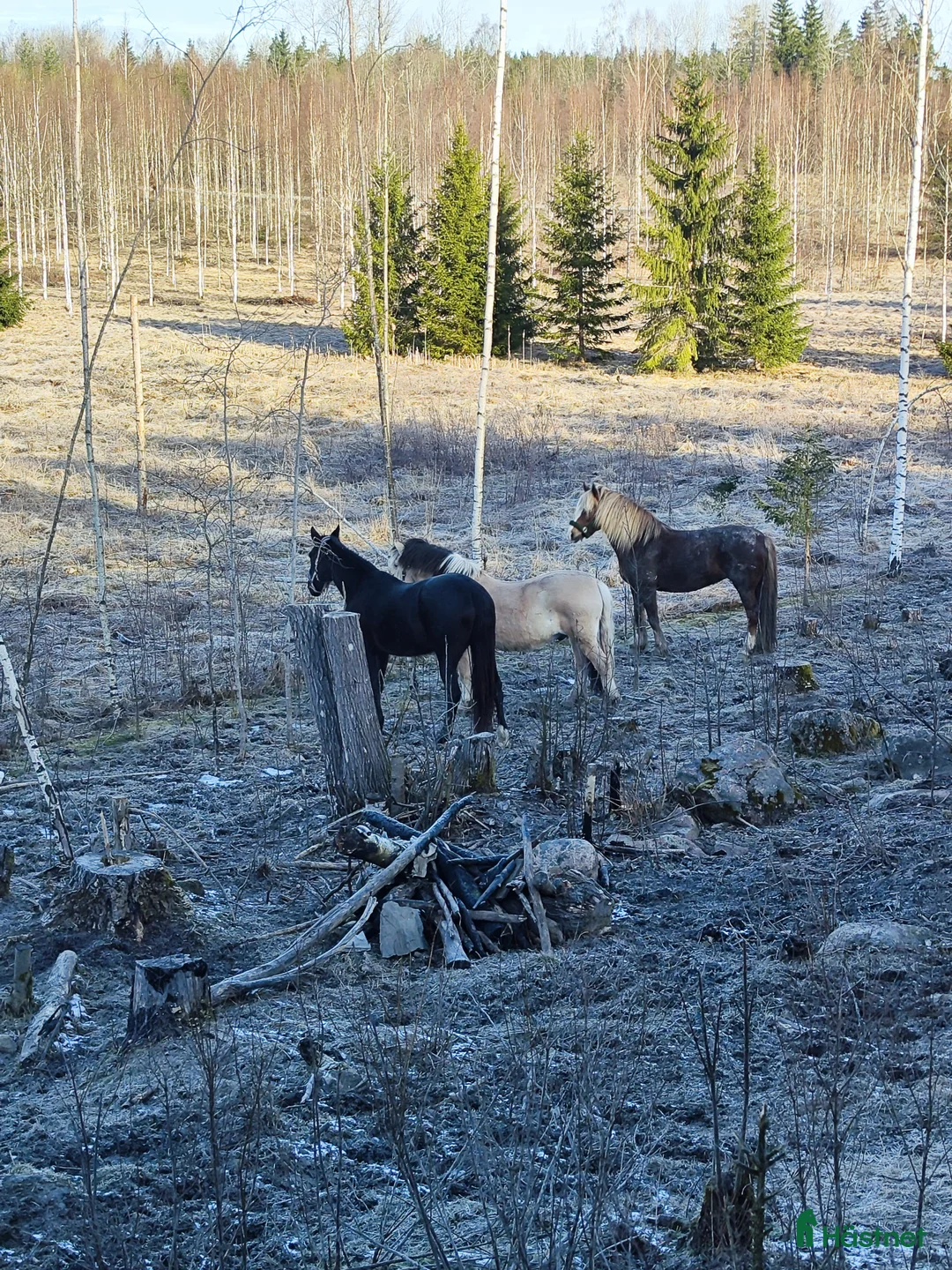  hästgårdar till salu: Mindre gård i Frövi - Annons 17