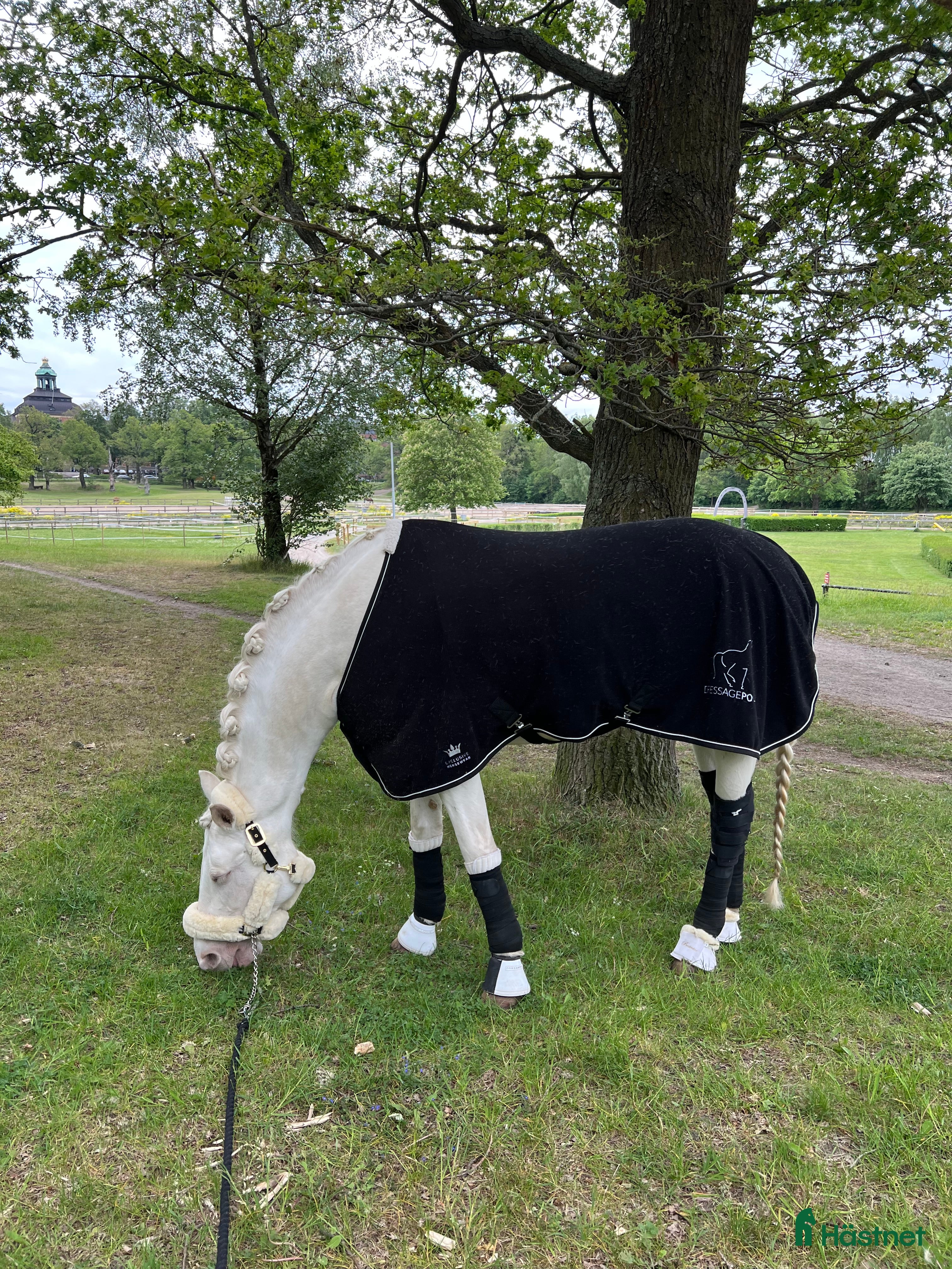 Övrig Hästutrustning hästutrustning till salu: Luddgrimma cob i Johanneshov - Annons 20