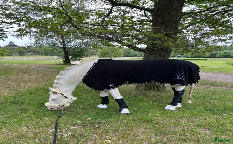 Övrig Hästutrustning hästutrustning till salu: Luddgrimma cob i Johanneshov - Annons 10