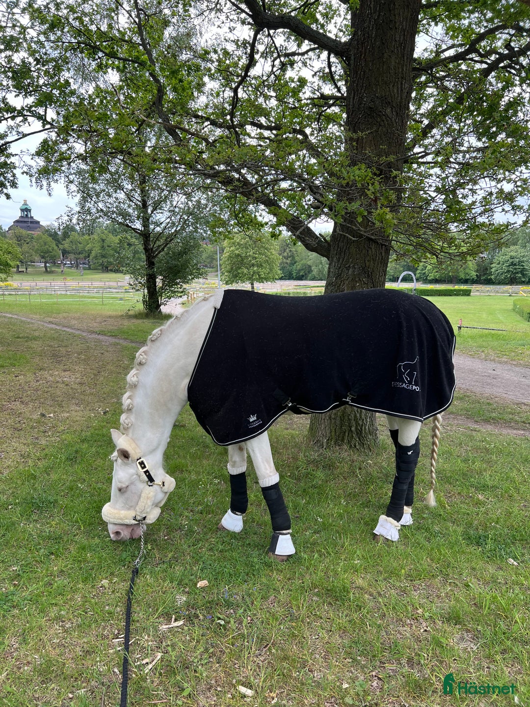 Övrig Hästutrustning hästutrustning till salu: Luddgrimma cob i Johanneshov - Annons 1